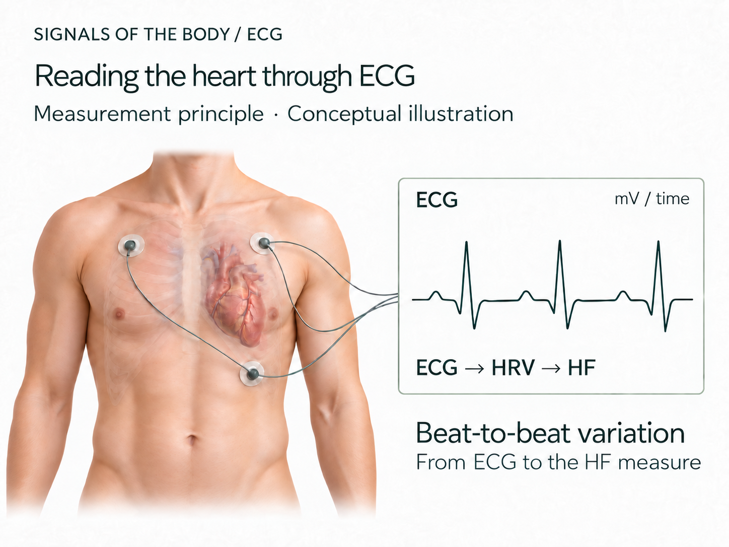 Conceptual illustration of ECG measurement and the HF measure