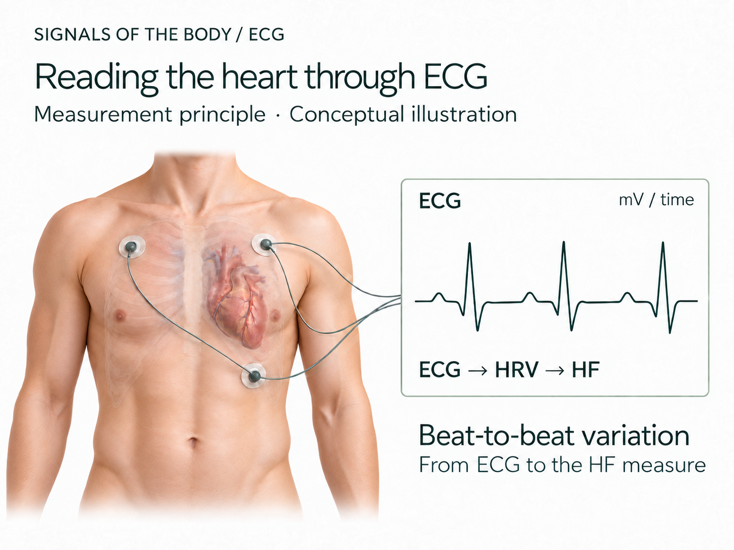 Conceptual illustration of ECG measurement and the HF measure